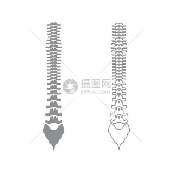 人类脊灰形图示人类脊椎图示标图片