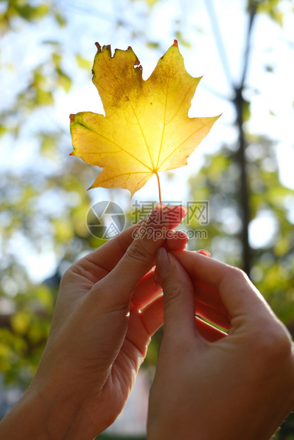 手握秋色叶图片
