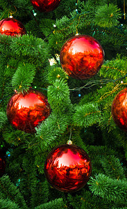 美丽的圣诞节在树枝上腐烂图片