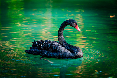 黑天鹅在池塘里图片