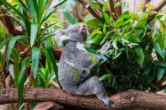 KoalaBear树上的Koala树上的koala图片