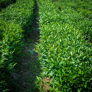 茶叶种植自然背景图片