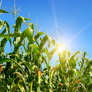 夏天在玉米田上明亮的日出图片