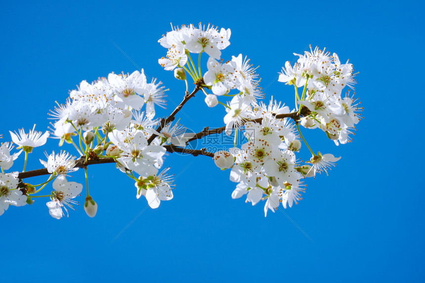 在明蓝的天空背景下有花梅树的分支图片