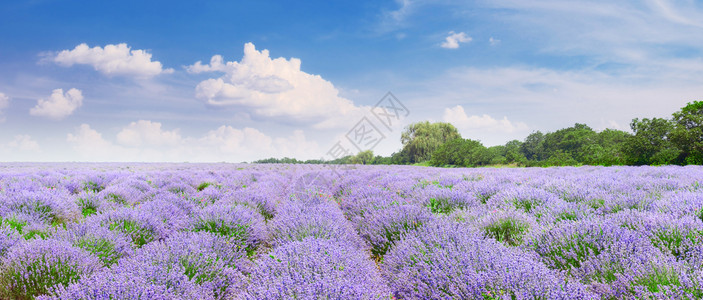 彩色的紫衣草地鲜花茂盛天空蓝图片