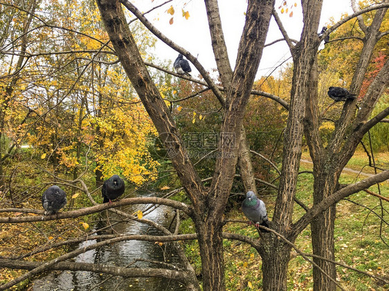 鸽子在一棵树上休息图片