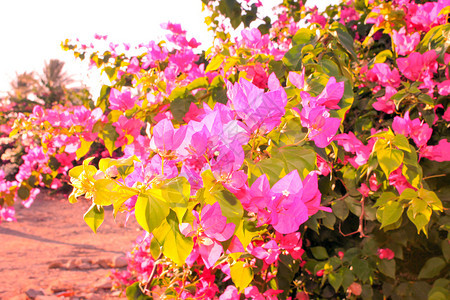 夏季粉红色花朵夏季粉红色花朵在阳光照耀的花园里生长图片