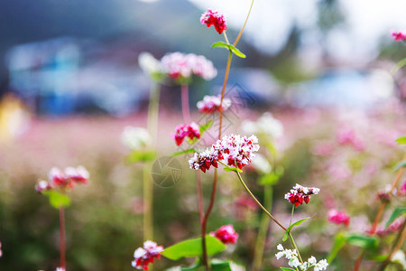 鲜热花山丘图片