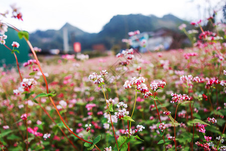 鲜热花山丘图片