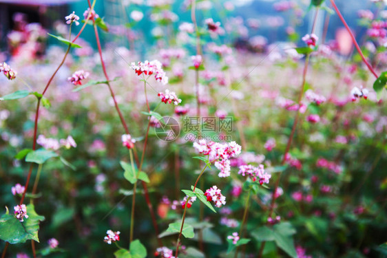 鲜热花山丘图片