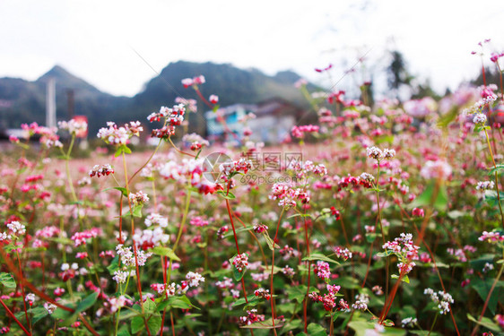 鲜热花山丘图片