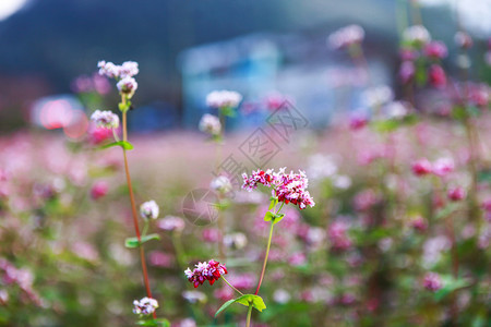 鲜热花山丘图片