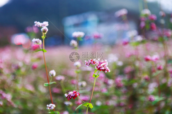 鲜热花山丘图片