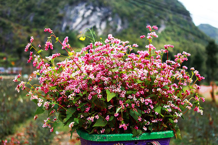 Buckwheat花篮竹图片