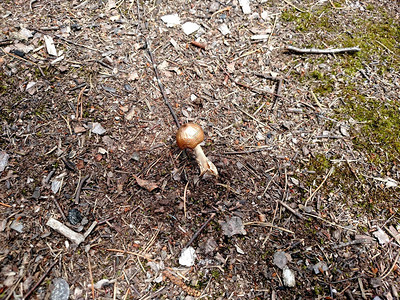 小蘑菇和青铜闪亮帽在夏日森林里小蘑菇和青铜闪亮帽在角形图片