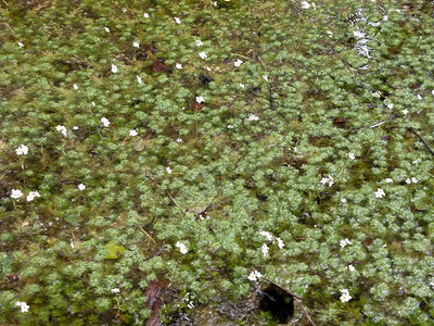 池塘里的美丽水花植物池塘里的美丽水白花植物图片
