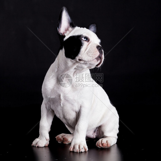 黑色背景的法国斗牛犬狗图片