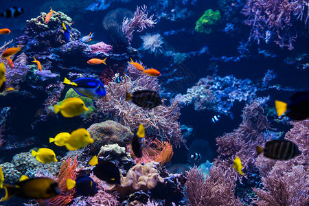 热带鱼水下世界风貌背景图片