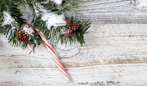 圣诞糖果甘蔗装饰品挂在生锈的白色木本底粗糙的fir树枝上图片