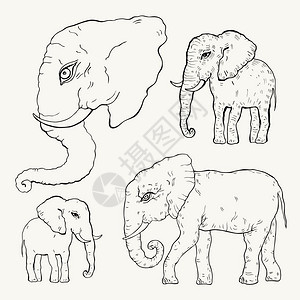 大象矢量插图图片