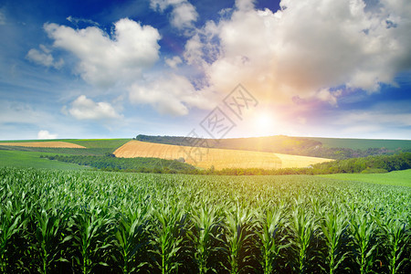 明亮的太阳在玉米田上升起春天的风景图片