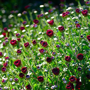 红菊花放在公园棚里图片