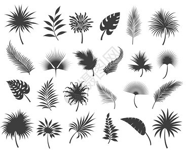 棕榈树叶枝热带椰子和香蕉丛林棕榈叶或圆形树矢量图图片