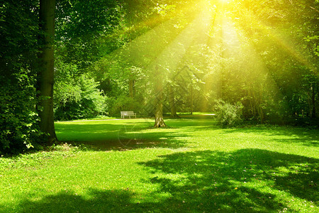 公园阳光明媚照亮绿草和树木图片