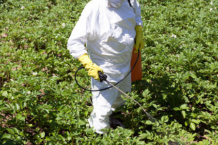 农民在蔬菜园喷洒有毒杀虫剂或图片