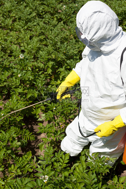 农民在蔬菜园喷洒有毒杀虫剂或图片