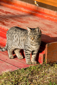 美丽的猫阳光明媚的一天猫图片