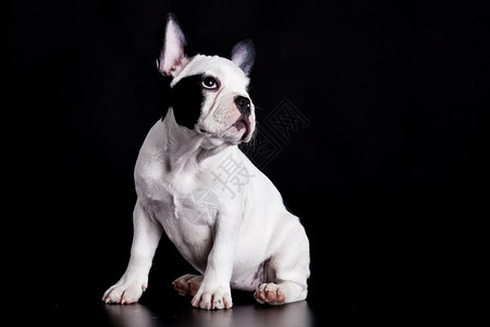 黑色背景的法国斗牛犬狗图片