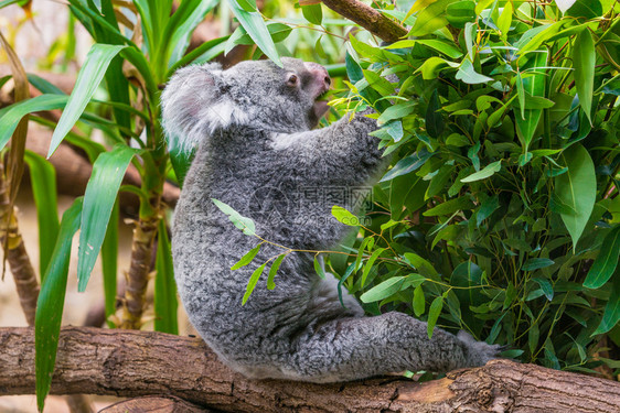 KoalaBear树上的Koala树上的koala图片