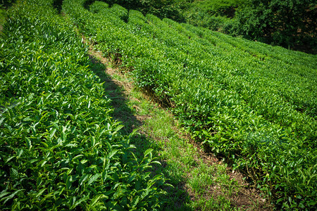 茶叶种植自然背景图片