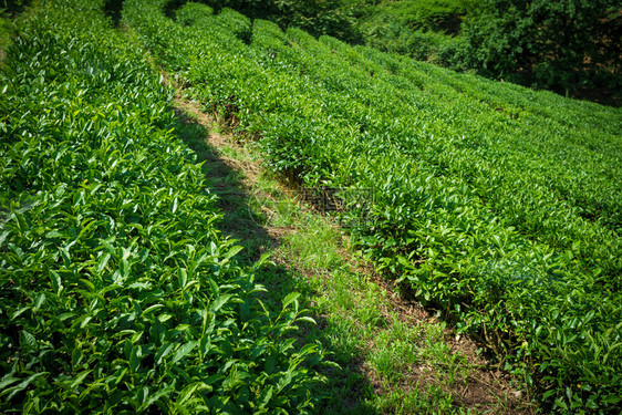 茶叶种植自然背景图片