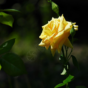 在黑暗树叶背景上盛开的黄玫瑰花朵图片