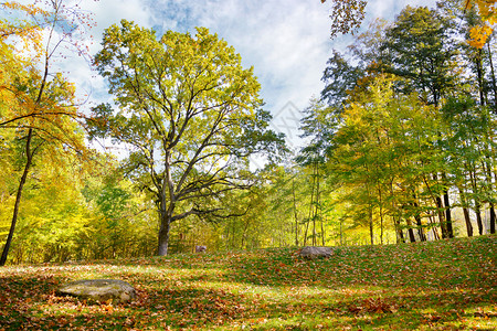 美丽的森林秋天风景图片