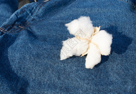 一个成熟的棉花球蓝豆背景图片