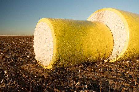 Tarp覆盖新鲜棉花收获农场图片