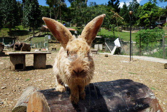 农场户外的可爱兔子图片
