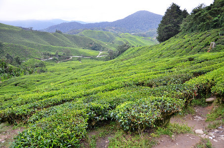 马来西亚卡梅伦高地茶叶种植园图片