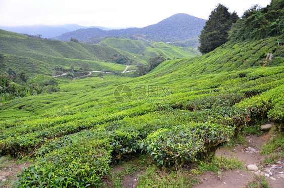 马来西亚卡梅伦高地茶叶种植园图片