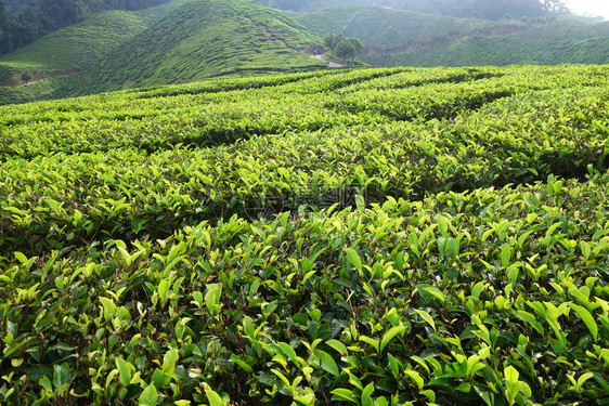 马来西亚卡梅伦高地茶叶种植园图片