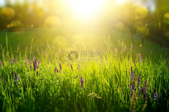具有绿草和太阳光束的自然背景摘要图片