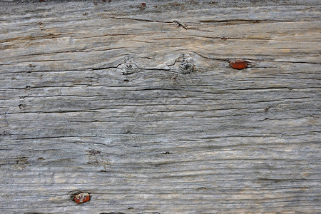 蚂蚁特写抽象的老木背景背景