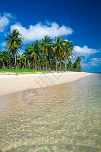 热带海滩有棕榈树和蓝环礁湖图片