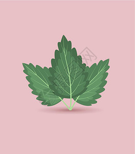 川菜调料矢量薄叶背景含有绿色薄荷叶矢量i说明插画