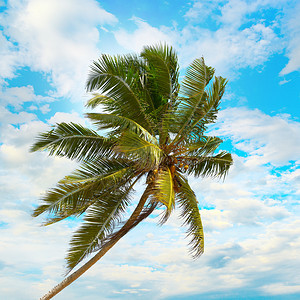 椰子棕榈在蓝天的幕后白云笼罩着蓝天图片