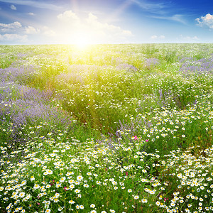 清晨在景色的夏日田里带着甘菊花和熏衣草图片