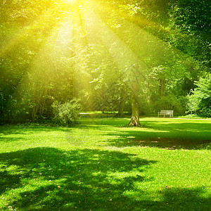 公园里阳光明媚的照亮绿草和树木夏天风景图片